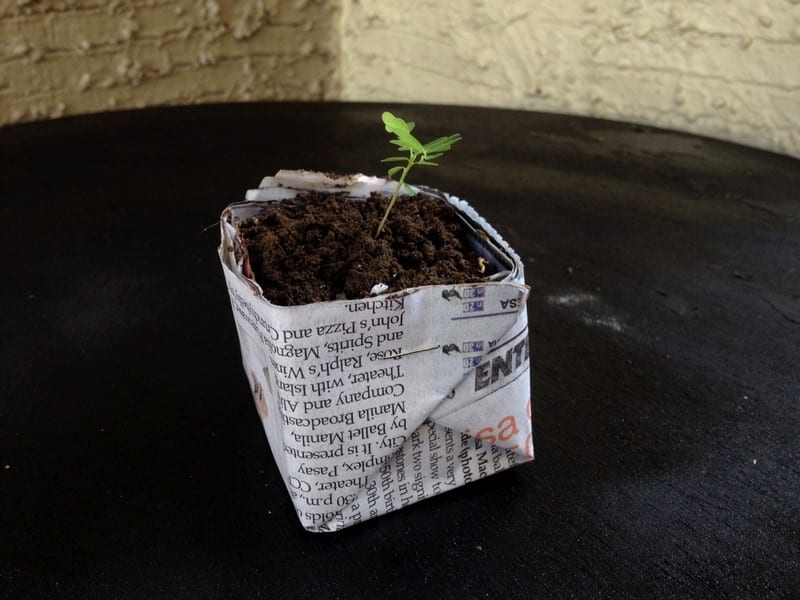A sustainable and free seedling pot.